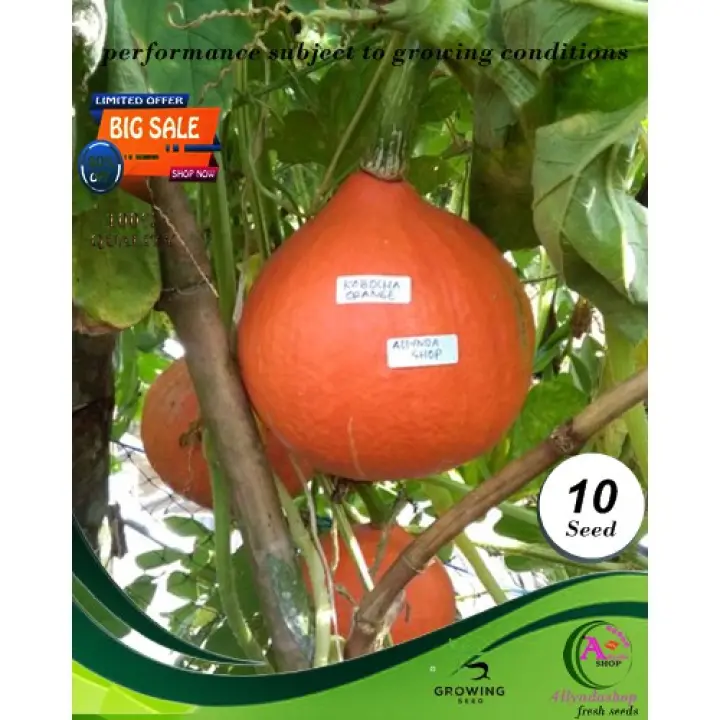 10biji Benih Buah Tanaman Labu Golden Kaboca Labu Jepang Termurah Lazada Indonesia