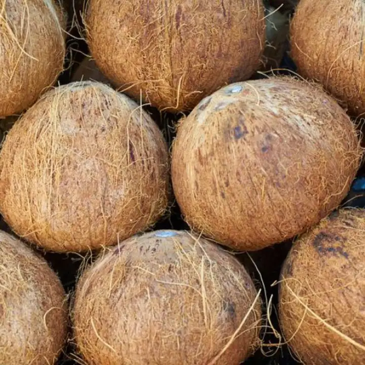 Kelapa 1 Buah Kelapa Tua Kelapa Untuk Sayur Dll Lazada Indonesia
