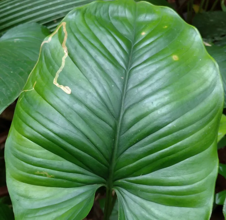 Bibit Cariang Nampu Homaloemnae Obat Stamina Pria Lazada Indonesia