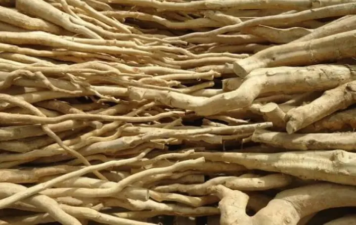 Diskon Akar Tongkat Ali Eurycoma Longifolia Murah Lazada Indonesia