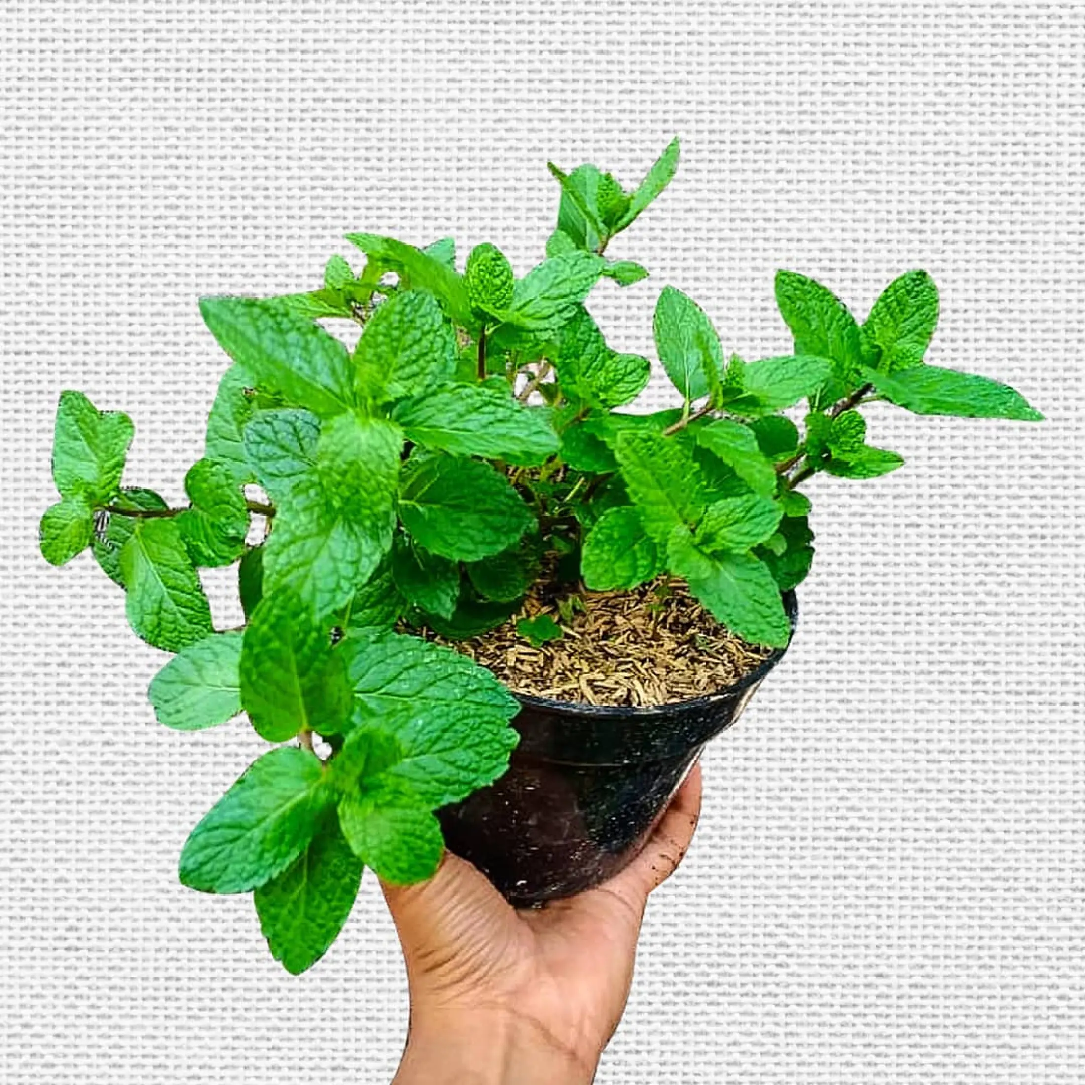 Tanaman Daun Mint Cod Tanaman Herbal Pepper Mint Tanaman Hias Murah Lazada Indonesia