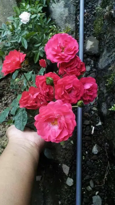 Mawar Rambat Pink Fanta Lazada Indonesia Mawar Rambat Pink Fanta Lazada Indonesia