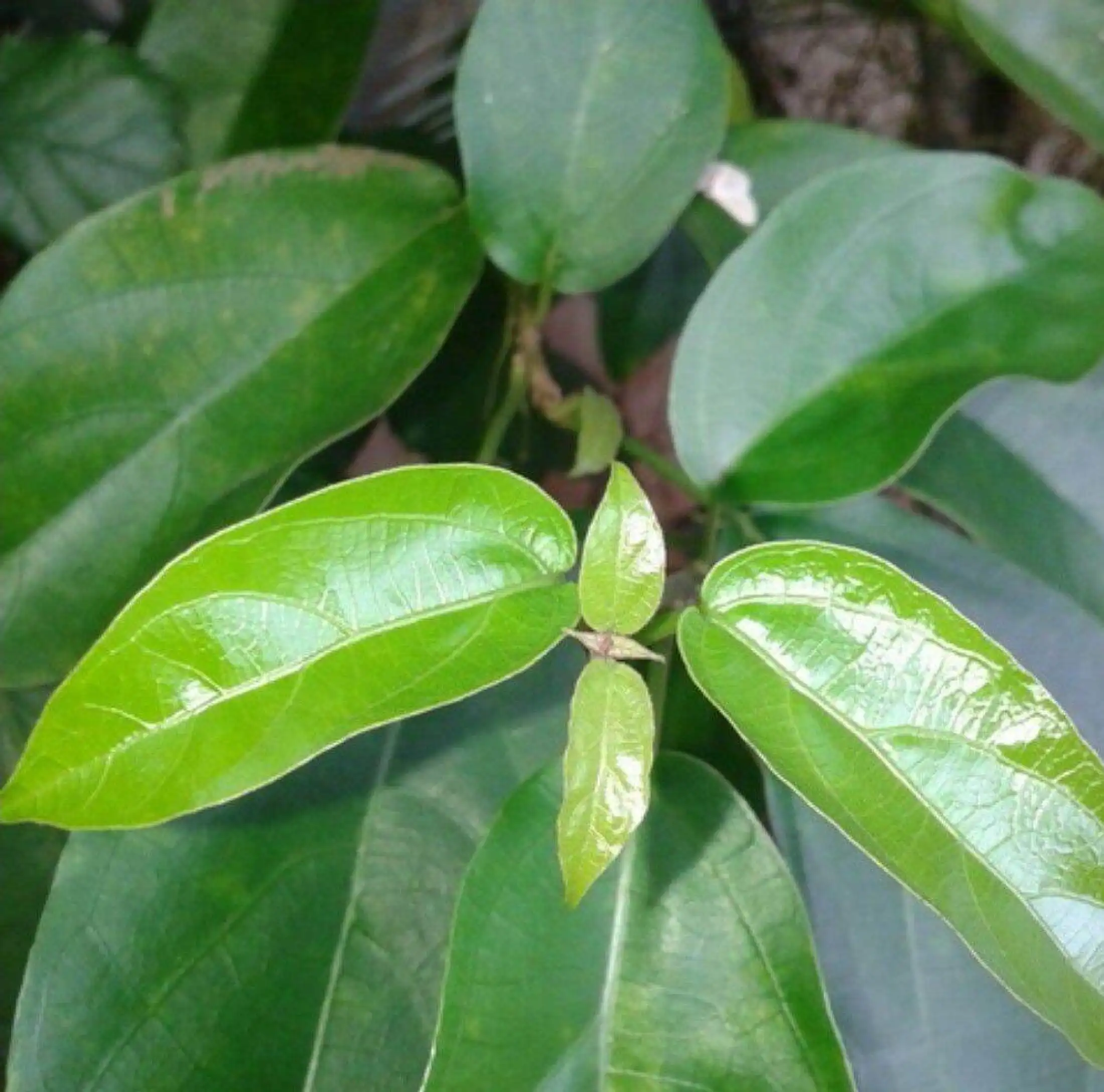 Bibit Cincau Hijau Pohon Cincau Hijau Murah Bibit Pohon Cincau Hijau Murah Lazada Indonesia