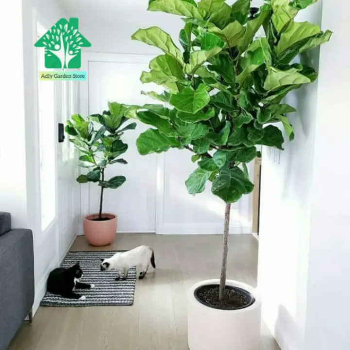 Tanaman Hias Ketapang Biola Tanaman Indoor - Outdoor Tinggi 1 Meter Lazada Indonesia
