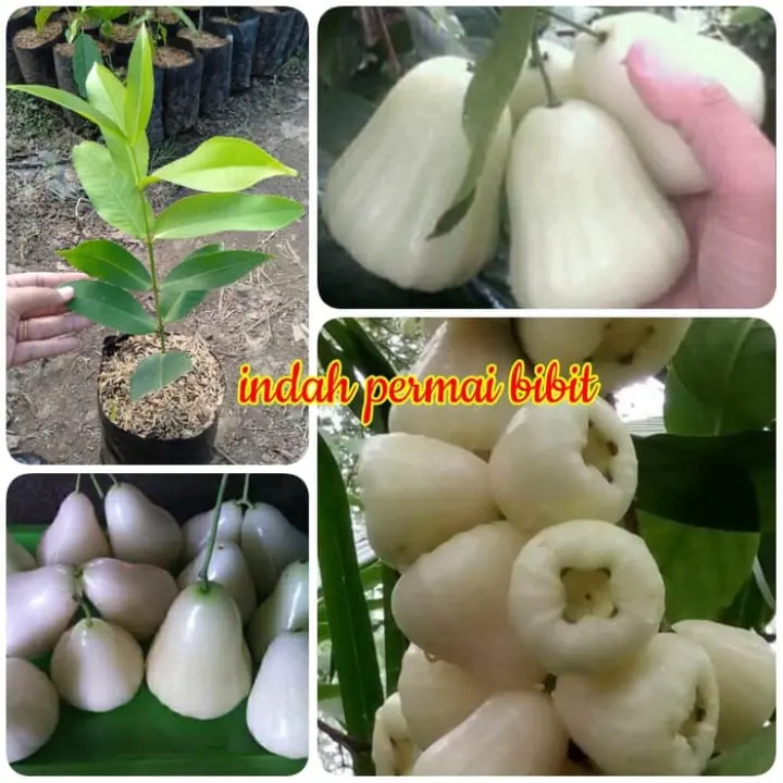 Bibit Jambu Air Madu Susu Putih T3nar Lazada Indonesia