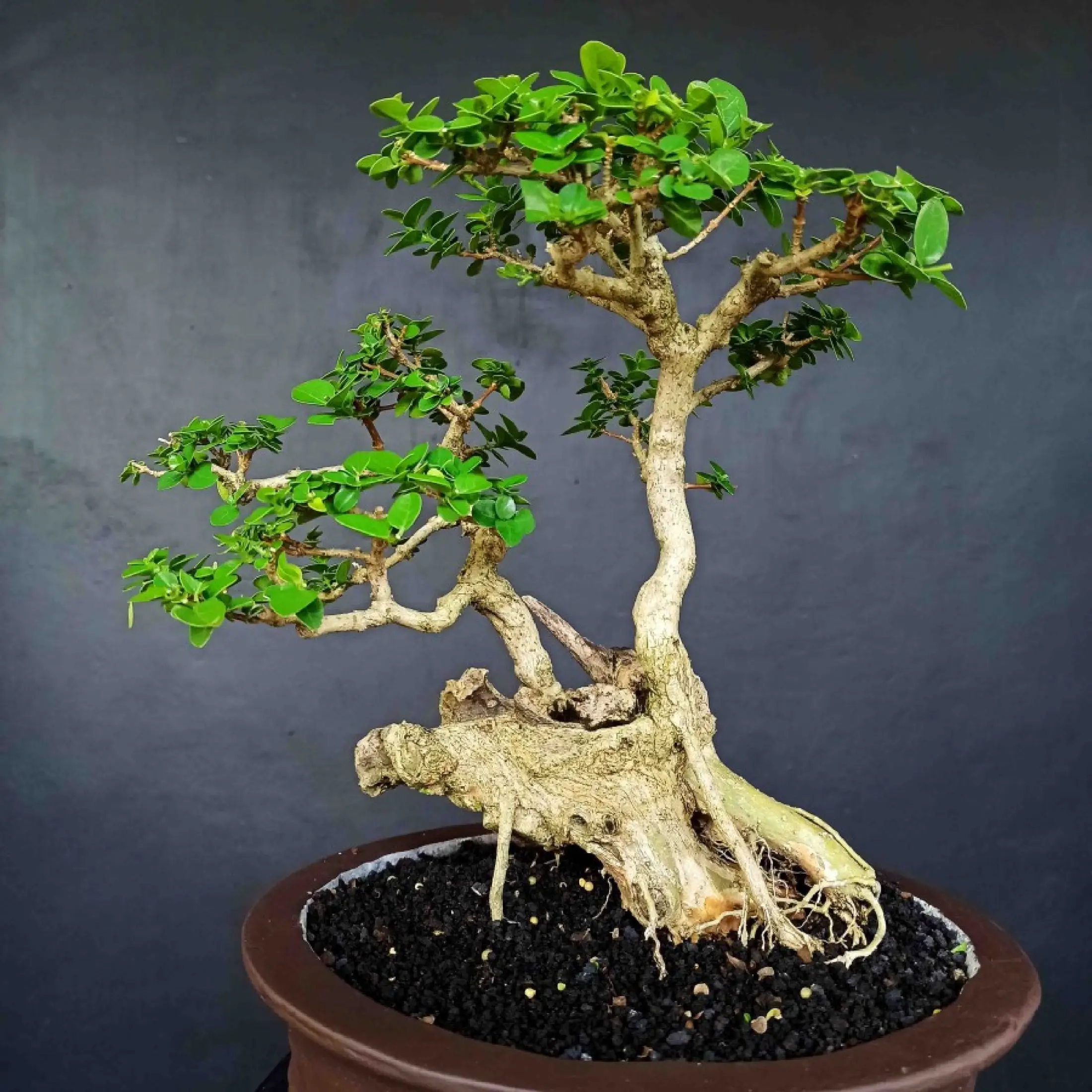 Bonsai Double Jenis Pohon Wahong Sancang Wacang Gaya Raft Unik Lazada Indonesia
