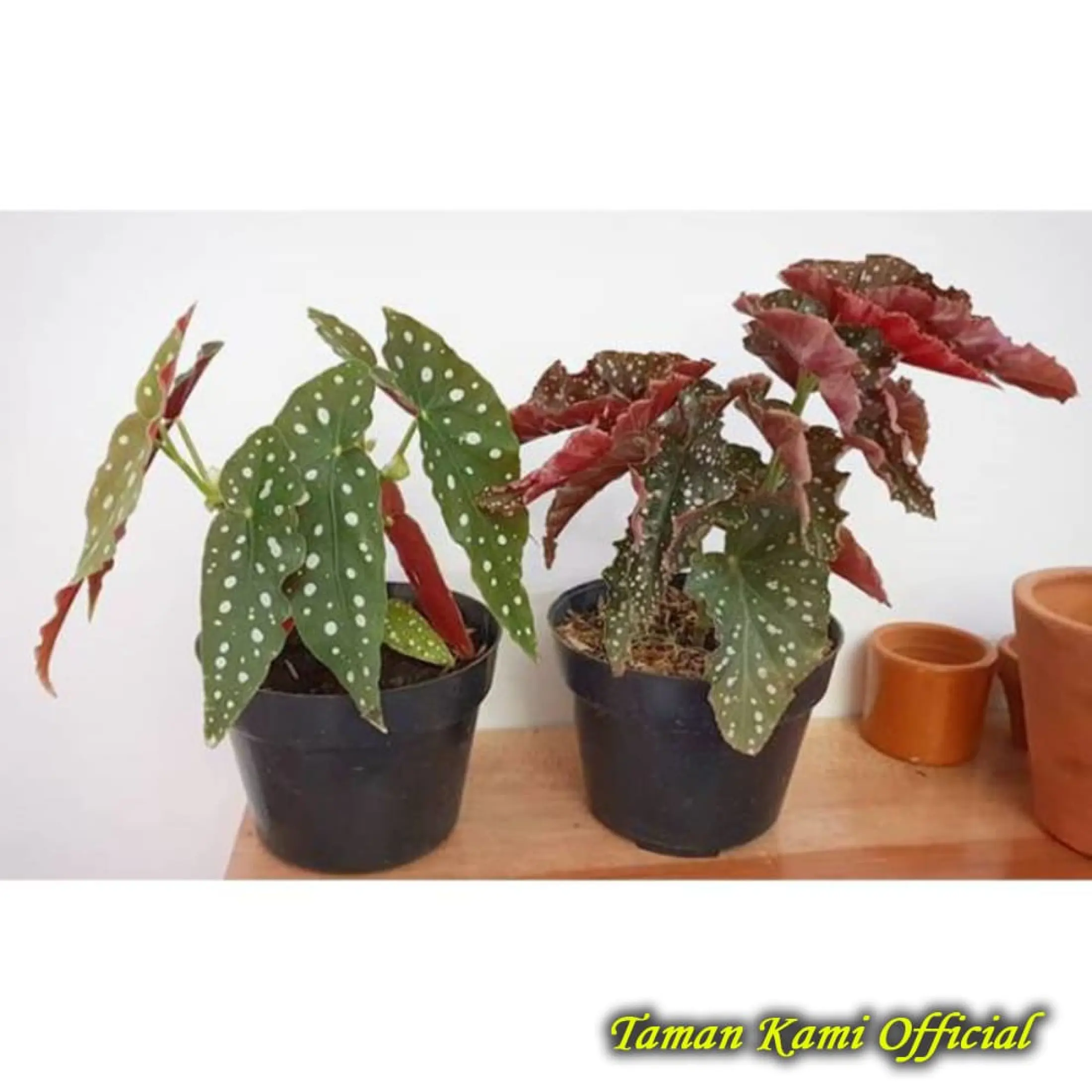 PAKET 20 JENIS TANAMAN HIAS BEGONIA Begonia mocca begonia maculata tanaman  gantung begonia Promo Exclusive