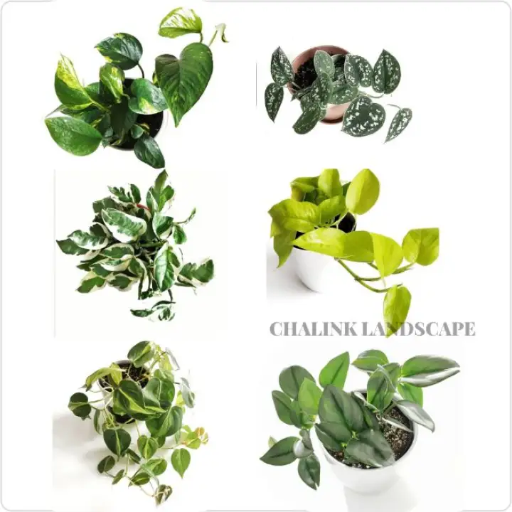 Paket Hemat 6 Jenis Tanaman Gantung Srigading Tanaman Merambat Tanaman Menjuntai Tanaman Gantung Lazada Indonesia