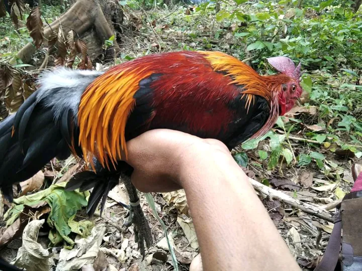 Tali Jerat Ayam Hutan Racik Ayam Hutan 10 Tiang Lazada Indonesia