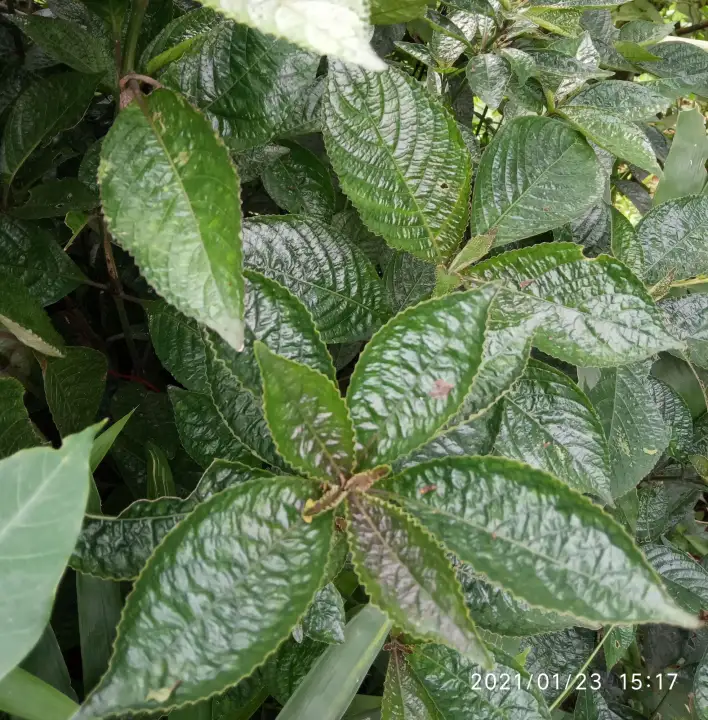 Jual Daun Keji Beling Pecah Beling Atau Kibeling Paket 1 Kg Siap Kirim Lazada Indonesia