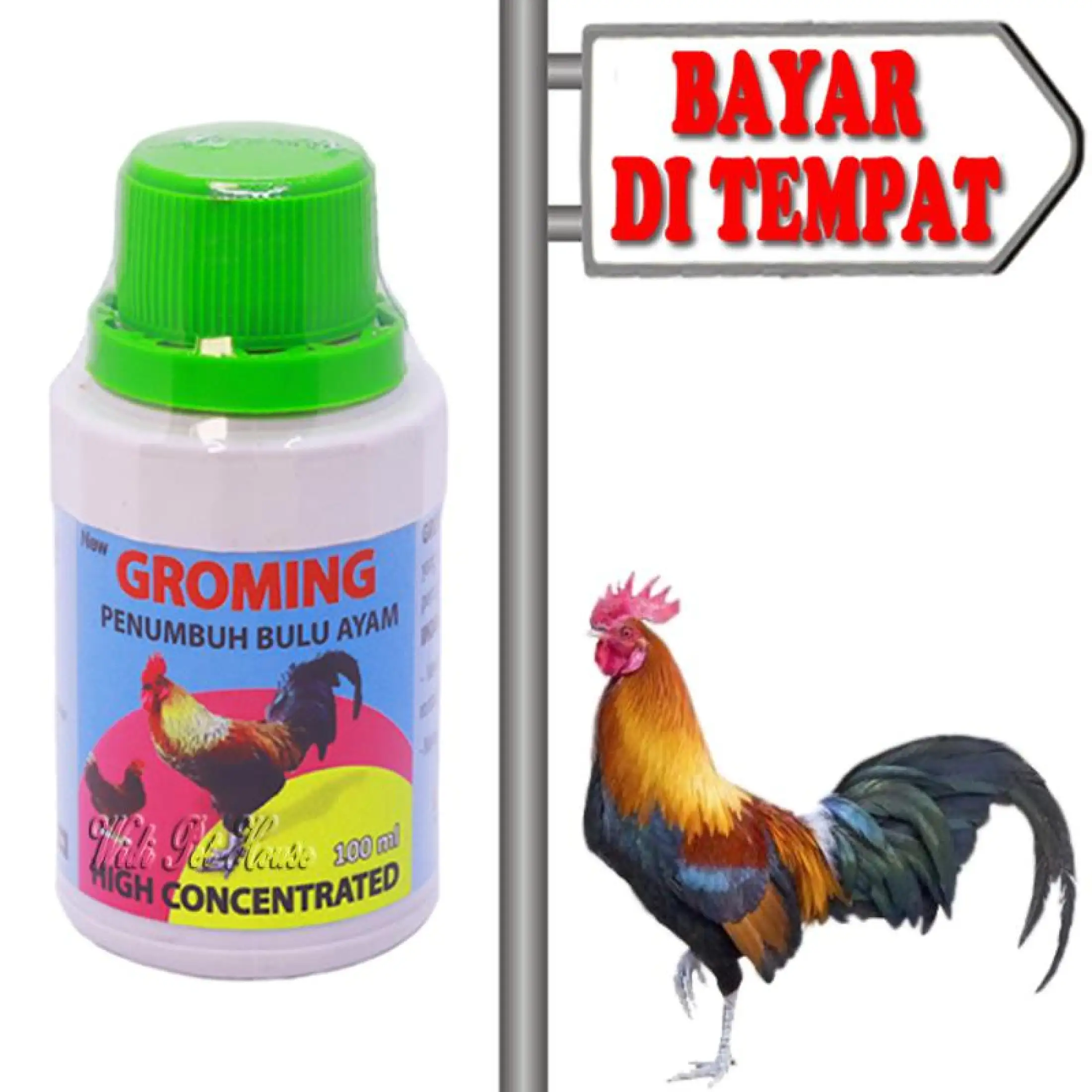 Kualitas Bertarung Jenis Ayam Bangkok Bronggol