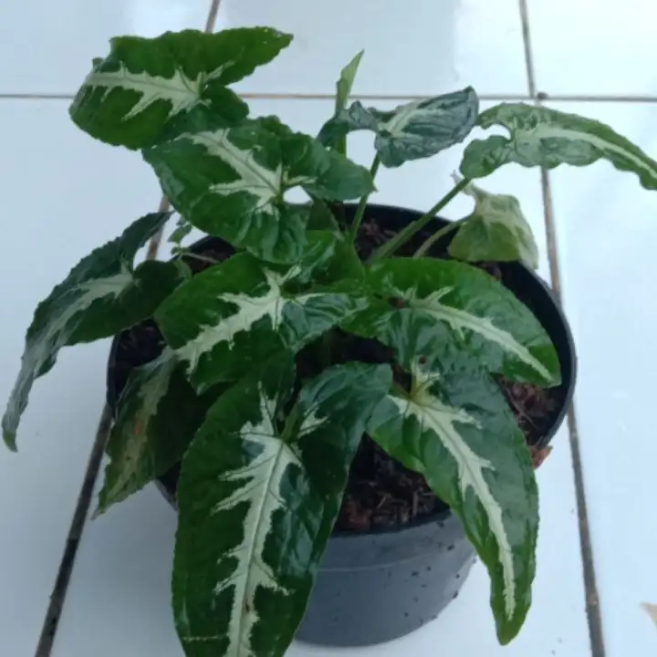 Tanaman Hias Keladi Tikus Lazada Indonesia