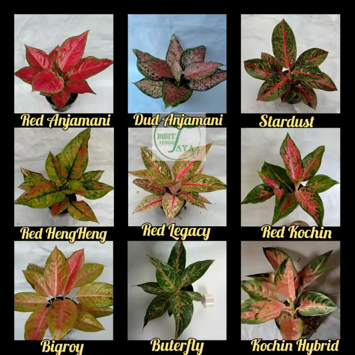 Paket 9 Jenis Tanaman Aglaonema Atau Aglonema Lazada Indonesia