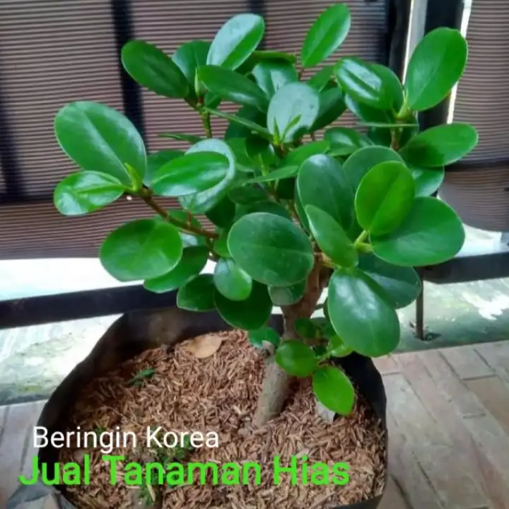 Tanaman Pohon Beringin Korea Pohon Dolar Lazada Indonesia