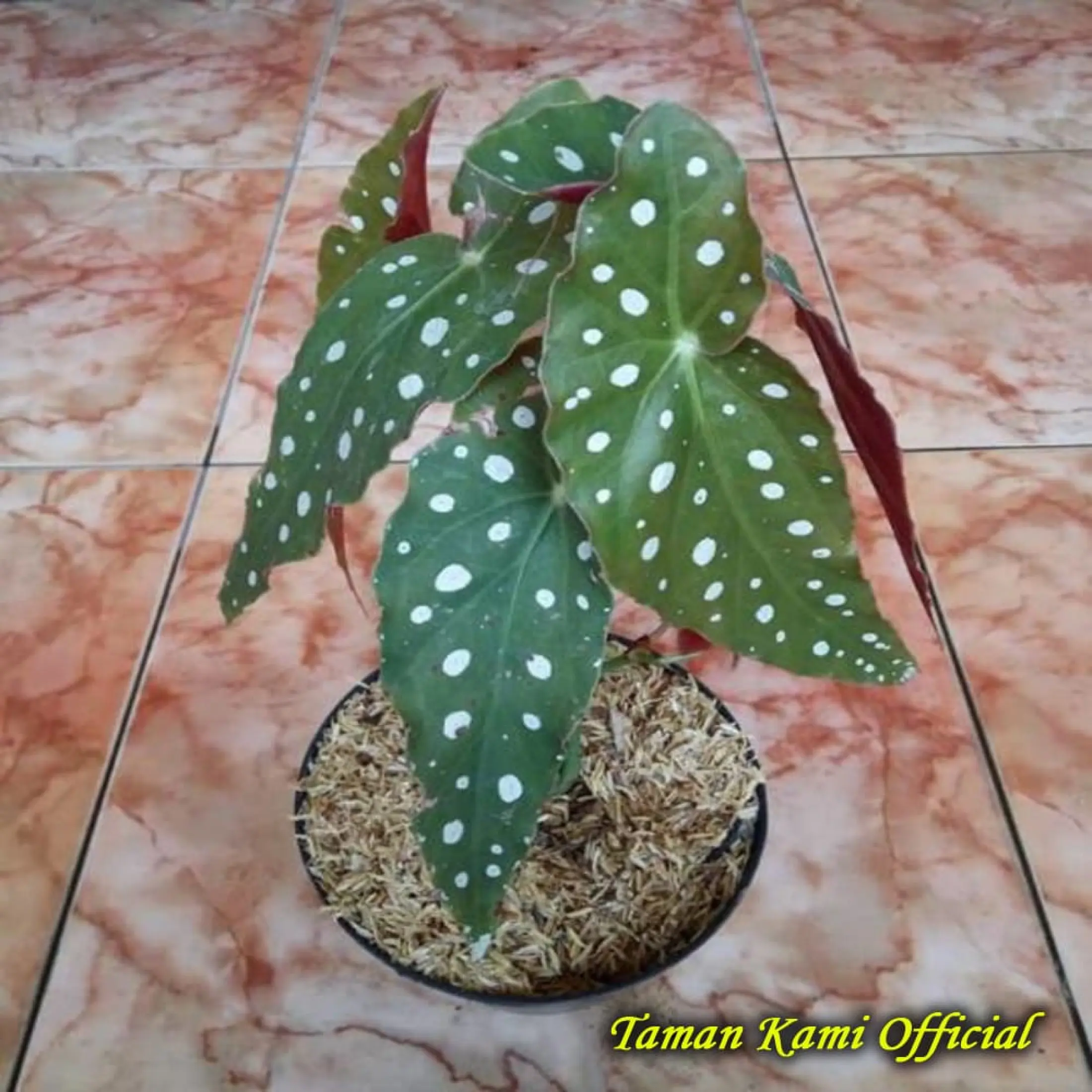 PAKET 20 JENIS TANAMAN HIAS BEGONIA Begonia mocca begonia maculata tanaman  gantung begonia Promo Exclusive