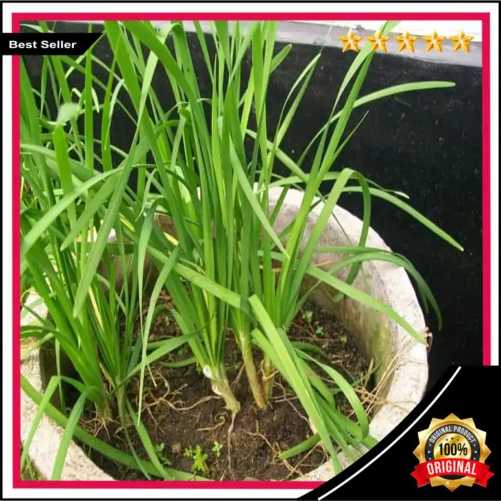 Benih Biji Daun Bawang Kucai Stok Terbatas Chinese Chives Lazada Indonesia