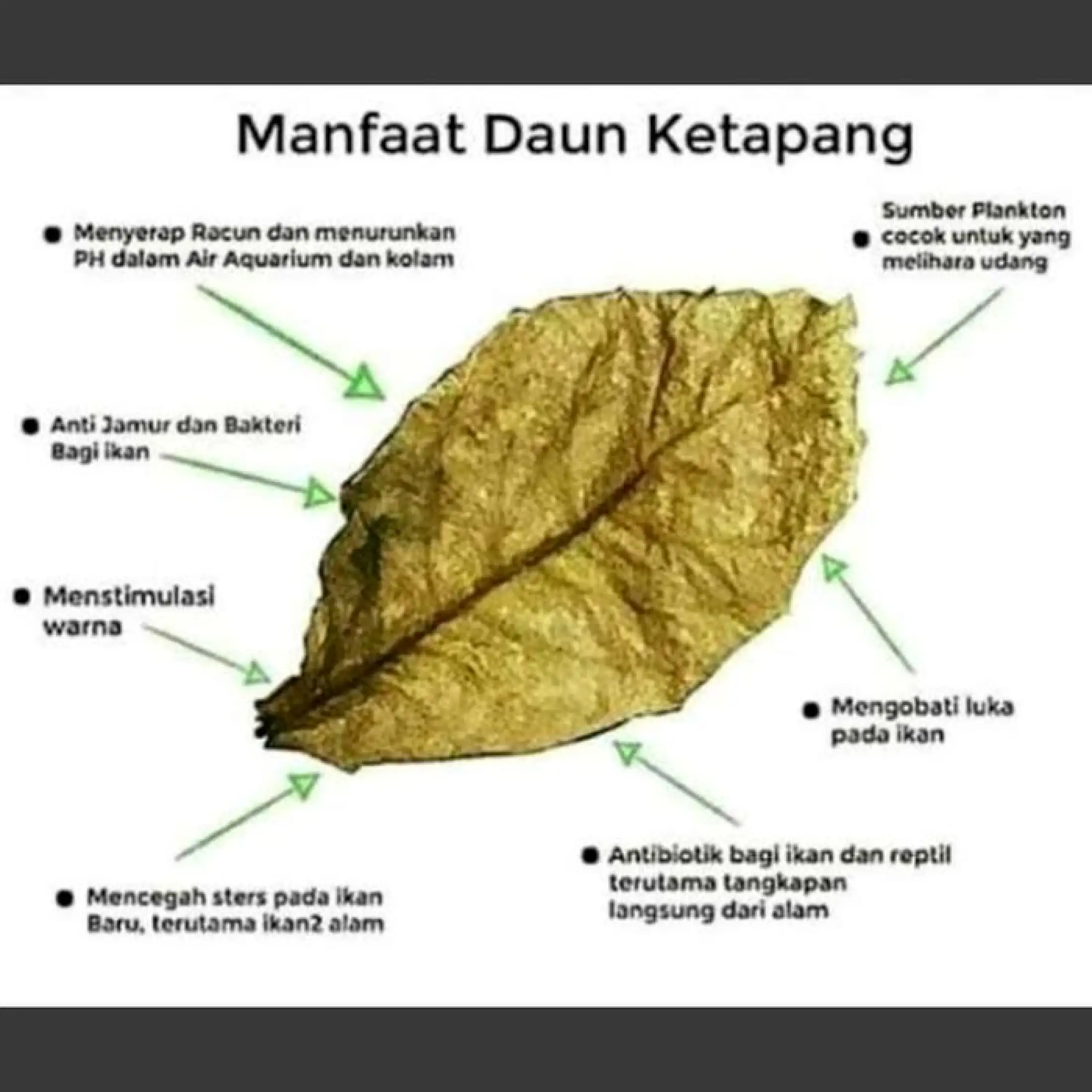 Daun Ketapang Kering Obat Ikan Hias Dan Meningkatkan Kualitas Air Lazada Indonesia