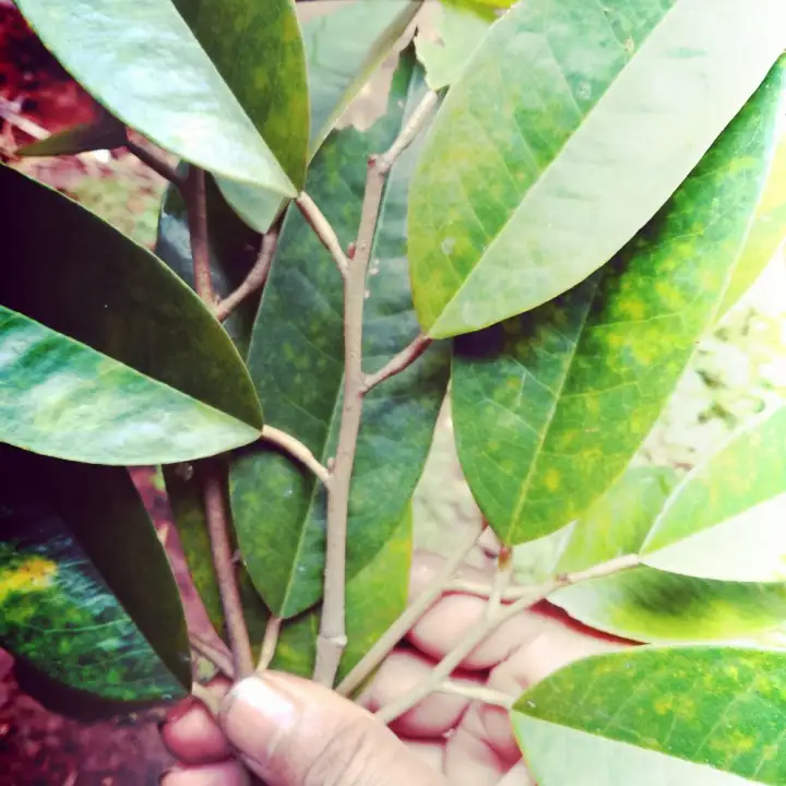 Daun Durian Muda Segar 500 Gram Lazada Indonesia