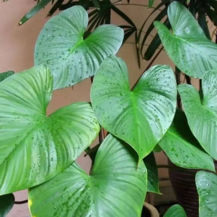 Daun Nampu Hijau Obat Herbal Lazada Indonesia