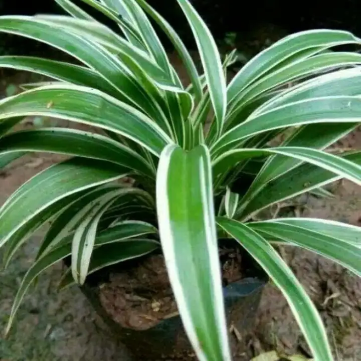 Tanaman Hias Lili Paris Tanaman Hias Umbi Umbian Lazada Indonesia