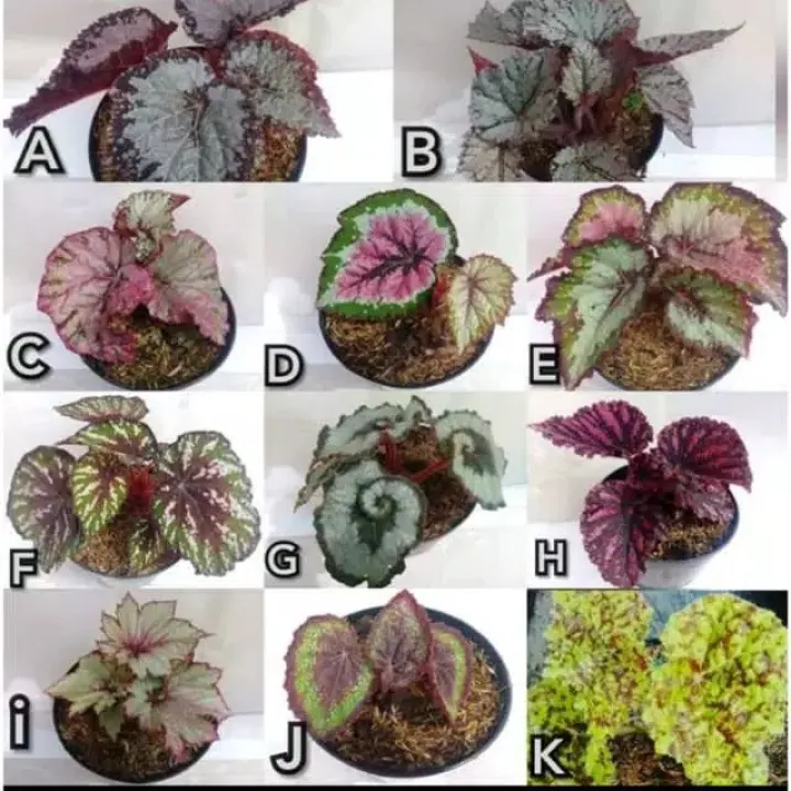 Tanaman Begonia Pilihan 11 Jenis Cuma 1 Lazada Indonesia