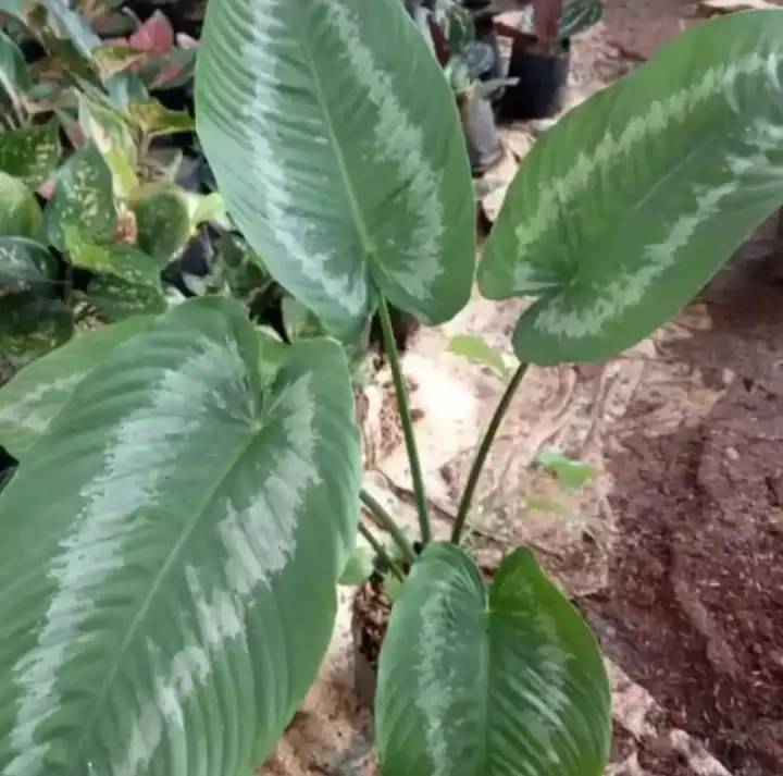 Tanaman Hias Homalomena Putih Tanaman Indoor Homalomena Putih Lazada Indonesia