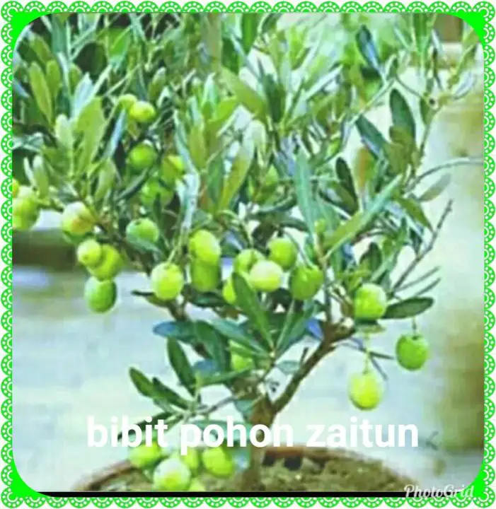 Bibit Pohon Zaitun Lazada Indonesia