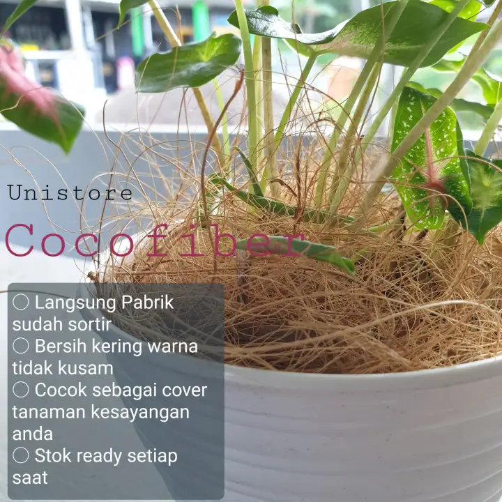Cocofiber Cover Tanaman Hias Cantik Sabut Kelapa Halus Untuk Media Tanam Lazada Indonesia