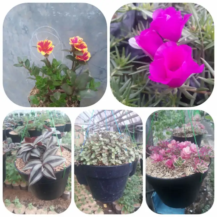 Paket 5 Jenis Tanaman Hias Krokot Bunga Pot Gantung Lazada Indonesia