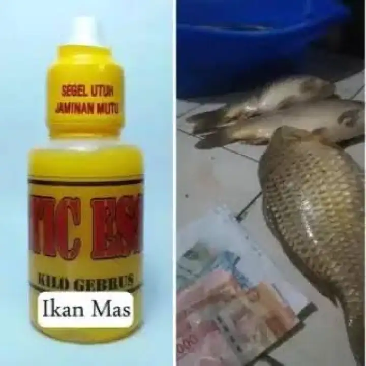 Essen Ikan Mas Kuning Aroma Domina Wangi Amis Gurih Umpan Ikan Mas Paling Jitu Umpan Ikan
