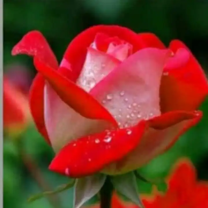 Tanaman Bunga Mawar Hidup Rose Kondisi Kuncup Berbunga Bunga Besar Wangi No Duri Lazada Indonesia
