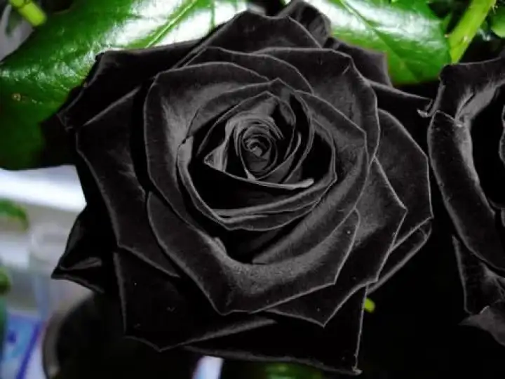 Benih Bibit Bunga Mawar Hitam Black Rose Import Lazada Indonesia