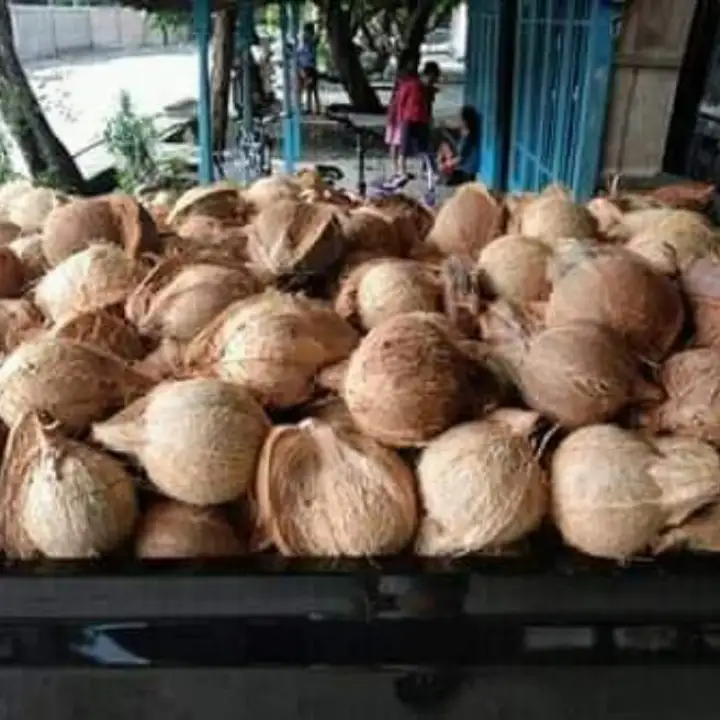 Buah Kelapa Tua Jumbo 1 Buah Untuk Buat Santan Dll Lazada Indonesia