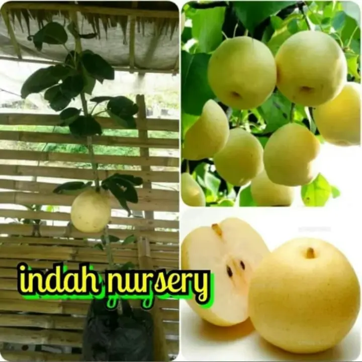 Bibit Buah Pear Atau Pir Madu Lazada Indonesia