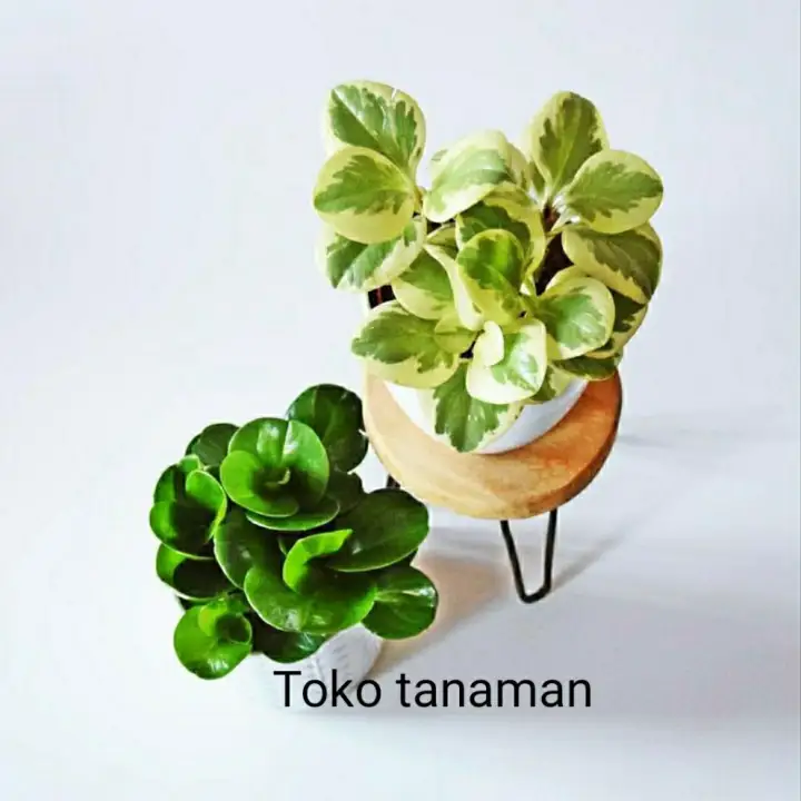 2 Jenis Peperomia Obtusifolia Peperomia Varigata Tanaman Bunga Hias Hidup Lazada Indonesia