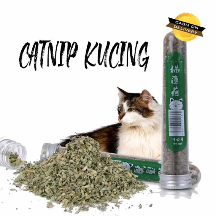 Daun Catnip Kucing Herbs kering kucing Nepeta cataria import 40 ml