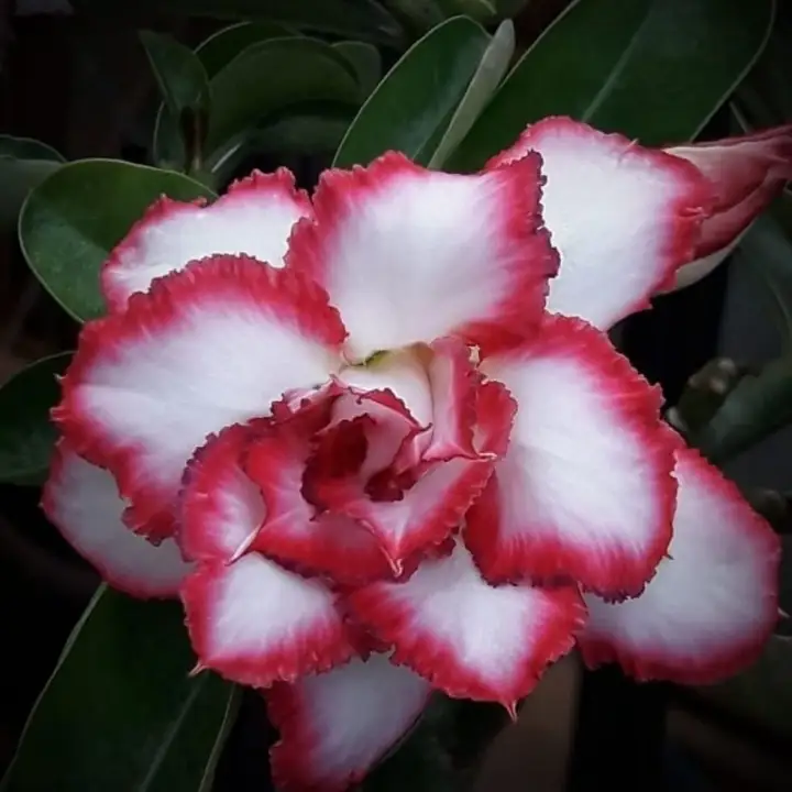 Tanaman Hias Adenium Bunga Tumpuk Tanaman Hias Kamboja Jepang Bunga Cantik Bunga Hidup Kembang Hias Hidup Bunga Hidup Cantik Cantik Murah Langka Viral 2021 Lazada Indonesia
