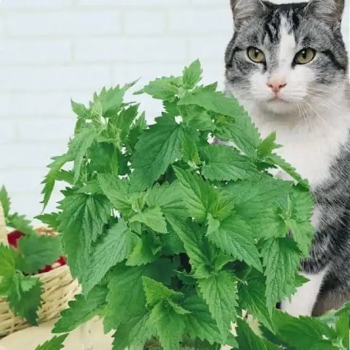 Catnip