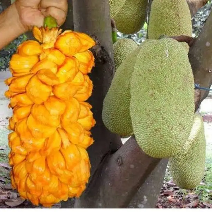 Bibit Buah Nangkadak Super Asli Persilangan Nangka Dan Cempedak Lazada Indonesia