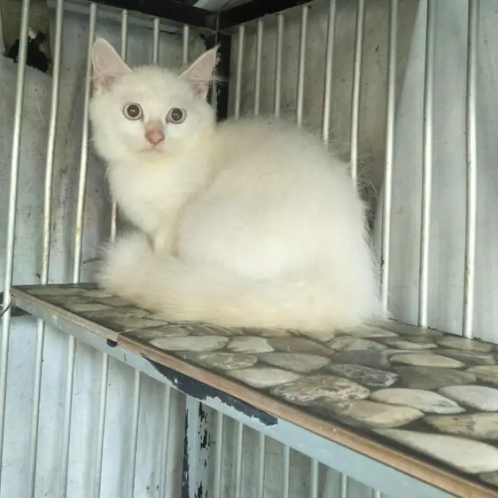 kucing persia jantan 3,5bulan redpoint  Lazada Indonesia