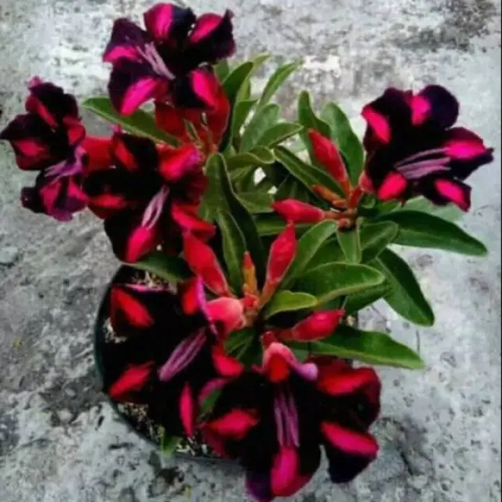 Bibit Kamboja Jepang Adenium Tanaman Hidup Kembang Hidup Asli Bunga Hidup Cantik Cantik Murah Langka Lazada Indonesia