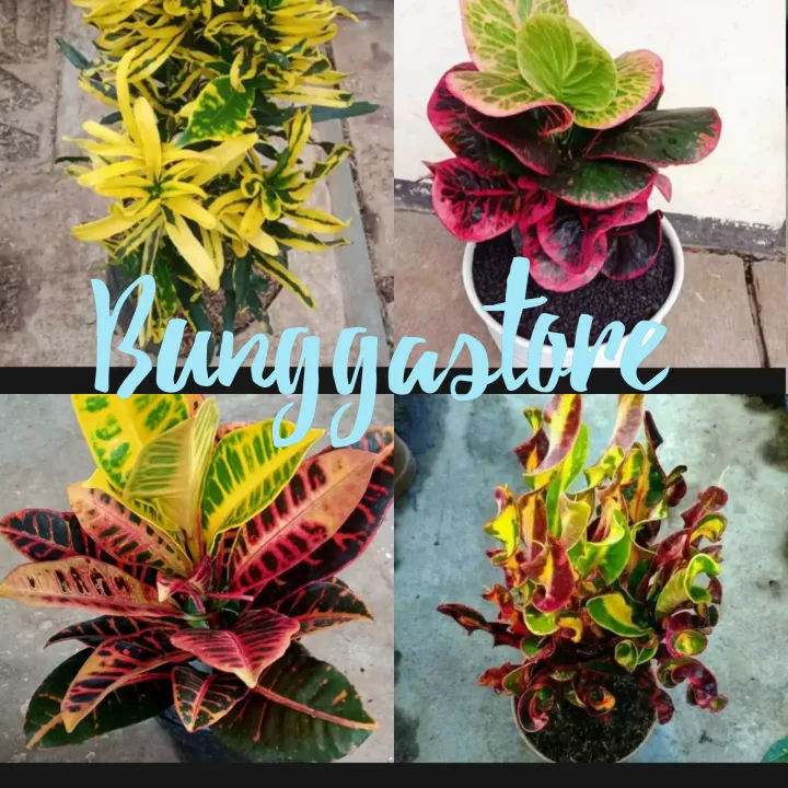 Azonstore Tanaman Hias Puting 4 Jenis Tanaman Depan Rumah Lazada Indonesia