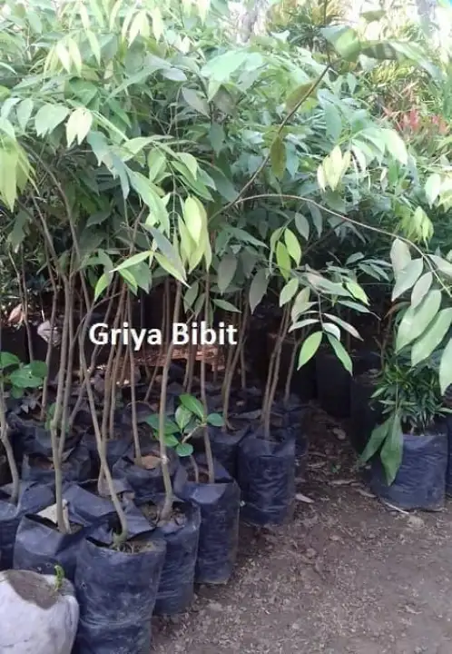 Bibit Tanaman Kayu Nagasari Unggul Lazada Indonesia