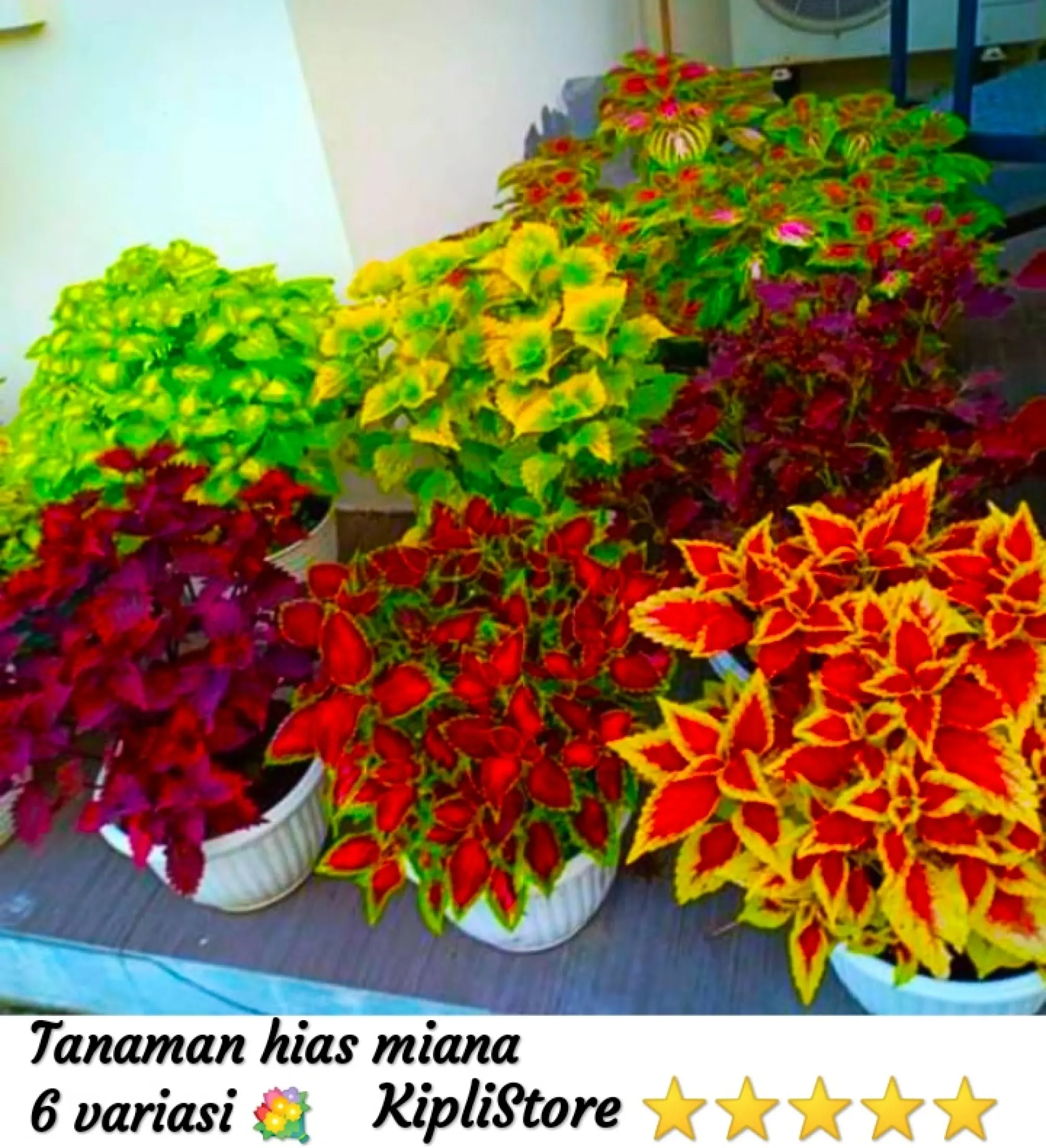 Tanaman Hias Hidup Miana Isi 6 Jenis Varian Lazada Indonesia