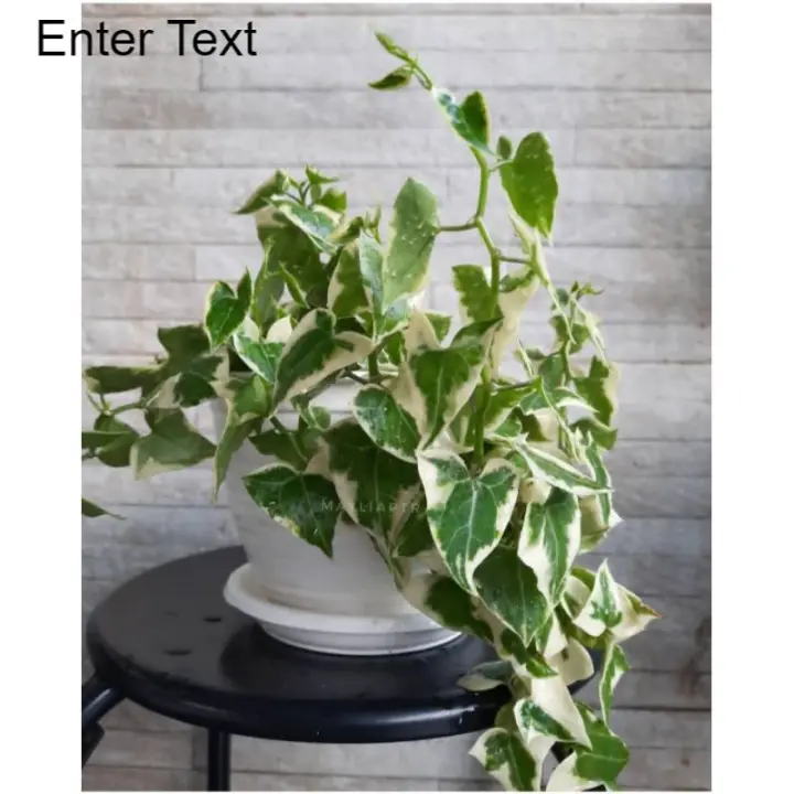 English Ivy Varigata Tanaman Hias Indoor Outdoor Tanaman Gantung Lazada Indonesia