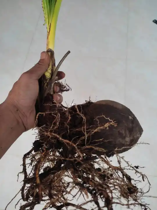 Promo Bahan Bonsai Kelapa Gading Akar Panjang Tebas Ekstrem Stock Terbatas Lazada Indonesia