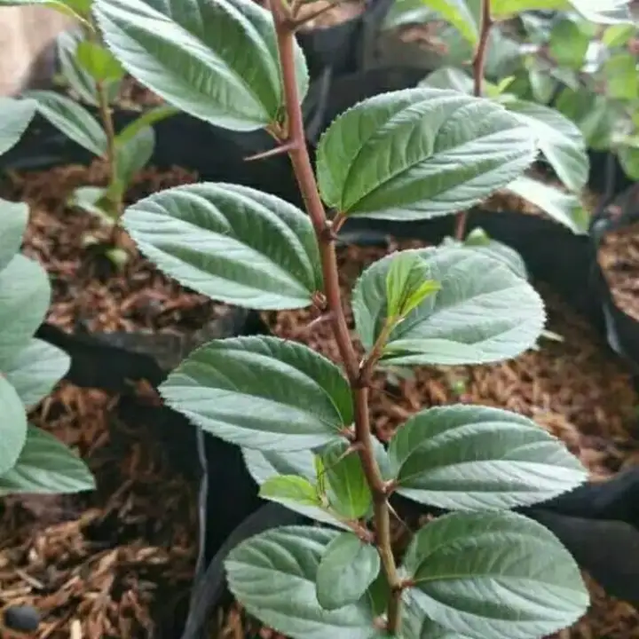 Paket 5 Bidara Arab Sidr Daun Bidara Arab Asli Pohon Bidara Tanaman Bidara Lazada Indonesia