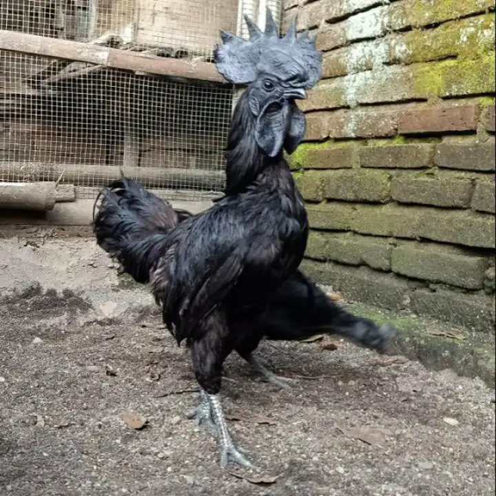 Telur Ayam Cemani Lidah Hitam Untuk Di Tetaskan Lazada Indonesia