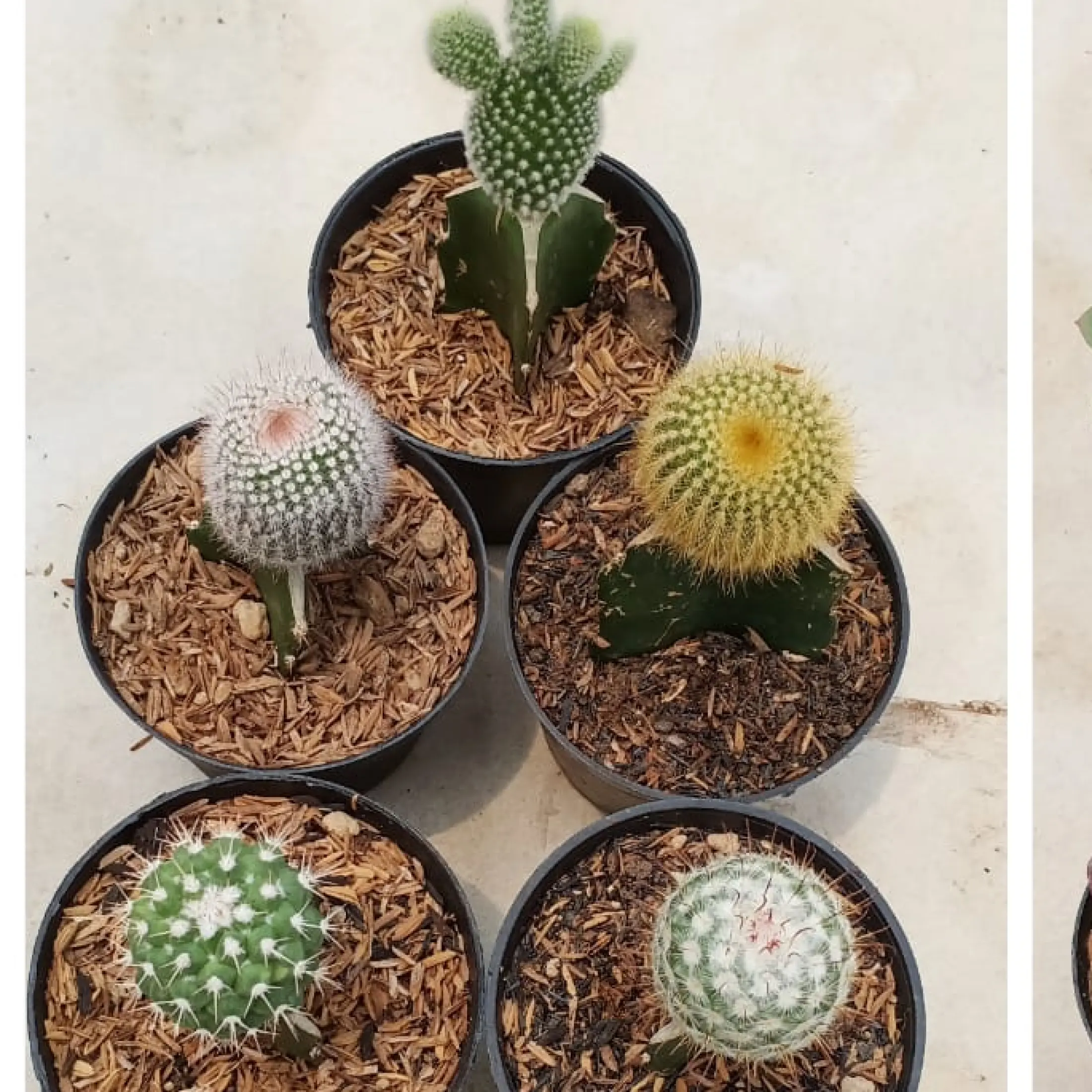 Tanaman Kaktus 2 Paket Pilihan Lazada Indonesia