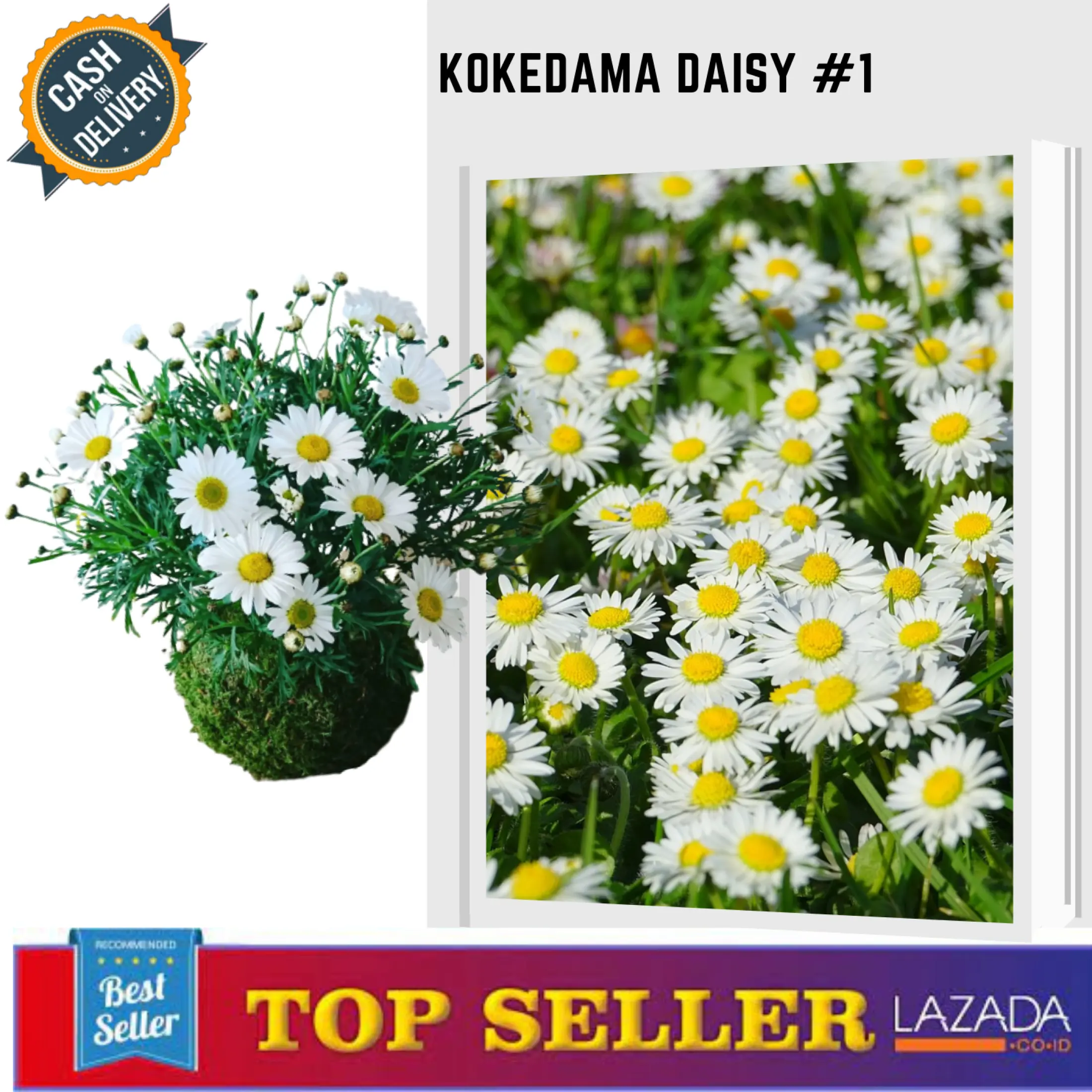 Bunga Tanaman Hias Bunga Daisy Kokedama Bunga Daisy Tanaman Bunga Daisy Putih Bisa Bayar Ditempat Kokedama Daisy Bayar Di Tempat Lazada Indonesia